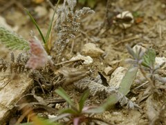 Deuterotinea casanella