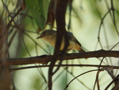 Acanthiza reguloides