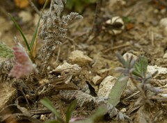 Deuterotinea casanella