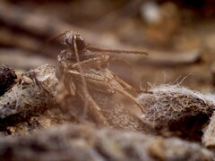 Deuterotinea casanella