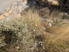 Alternanthera
