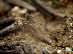 Deuterotinea casanella