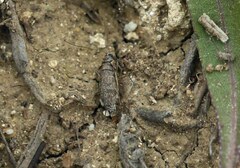 Deuterotinea casanella