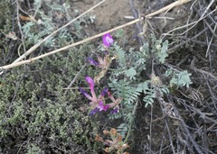 Astragalus stenoceras