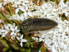 Acmaeodera cuprina