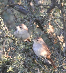 Phacellodomus sibilatrix