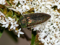 Acmaeodera cuprina