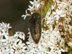 Acmaeodera cuprina