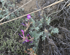Astragalus stenoceras