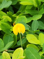 Arachis pintoi