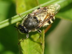 Stratiomys singularior