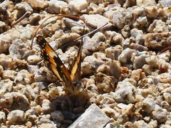 Chlosyne californica