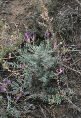 Astragalus stenoceras