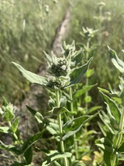 Pycnanthemum californicum