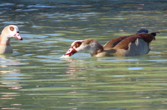 Alopochen aegyptiaca