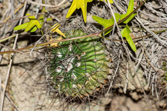 Echinofossulocactus