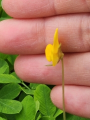 Arachis pintoi