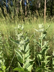 Pycnanthemum californicum