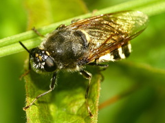 Stratiomys singularior