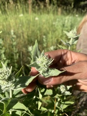 Pycnanthemum californicum