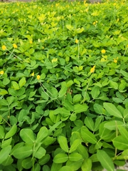 Arachis pintoi
