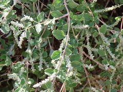 Aloysia wrightii