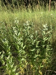 Pycnanthemum californicum