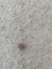 Rhipicephalus sanguineus