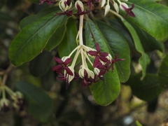 Pittosporum ralphii
