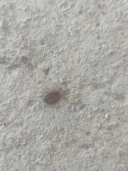 Rhipicephalus sanguineus