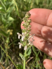 Stachys rigida rigida