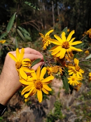 Aldama buddlejiformis