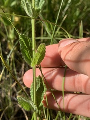 Stachys rigida rigida
