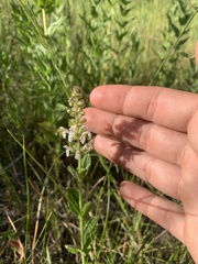 Stachys rigida rigida