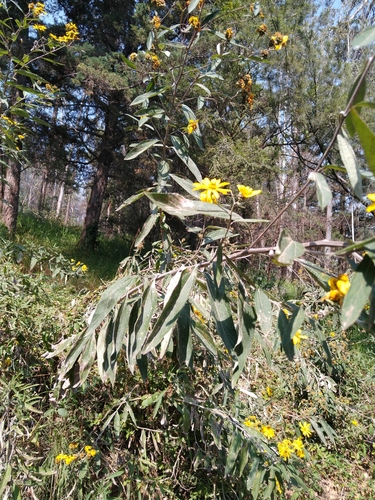 Aldama buddlejiformis, photograph 2