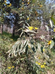 Aldama buddlejiformis