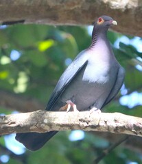 Patagioenas squamosa