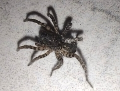 Paratrochosina amica