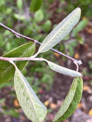 Pyracantha angustifolia