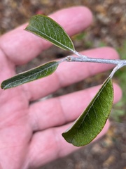 Pyracantha angustifolia