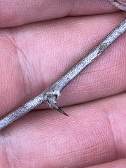 Pyracantha angustifolia