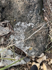 Lichinaceae
