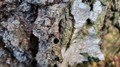 Synanthedon scoliaeformis