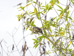 Rhipidura fuliginosa placabilis