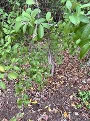 Pyracantha angustifolia