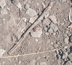 Pogonomyrmex barbatus