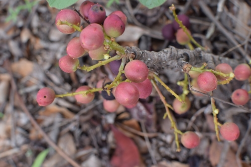 wild grape