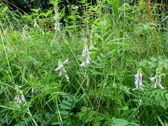 Galega officinalis