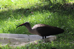 Bostrychia hagedash hagedash