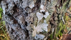 Synanthedon scoliaeformis